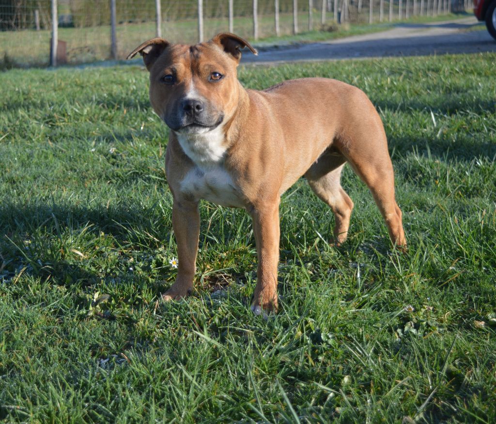 Pooki of caribbeans dogs (Sans Affixe)