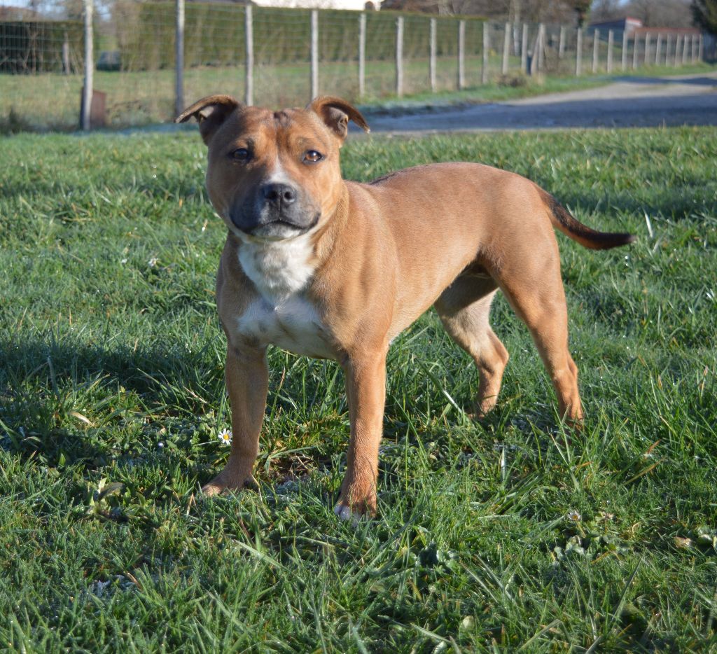 Pooki of caribbeans dogs (Sans Affixe)