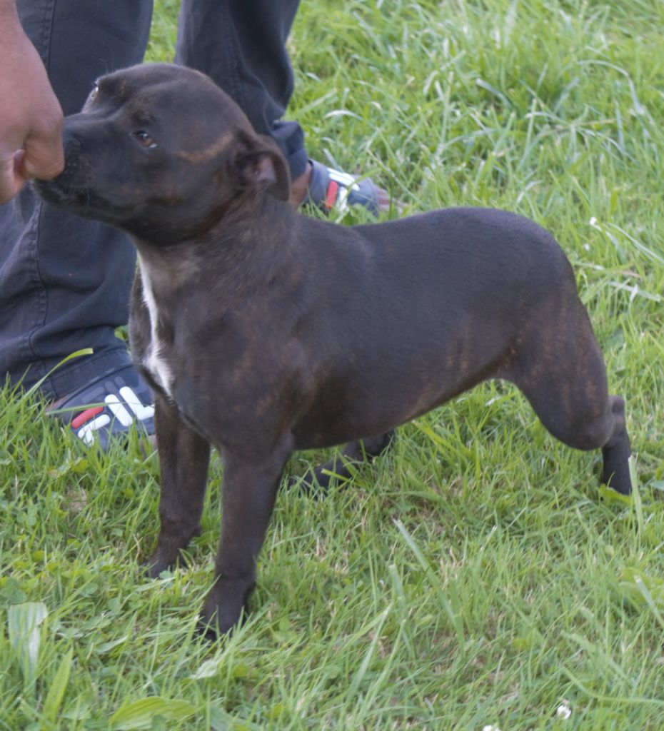 Ueva of caribbeans dogs De La Furia Roja