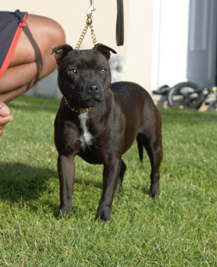 Ueva of caribbeans dogs De La Furia Roja