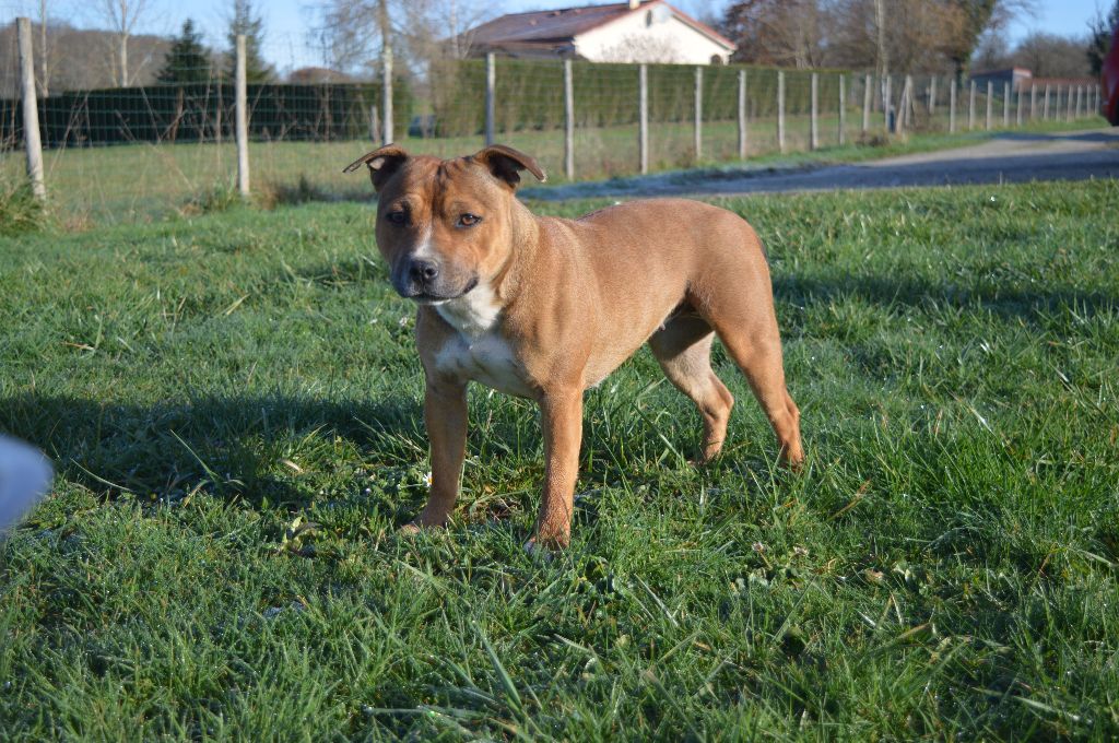 Pooki of caribbeans dogs (Sans Affixe)