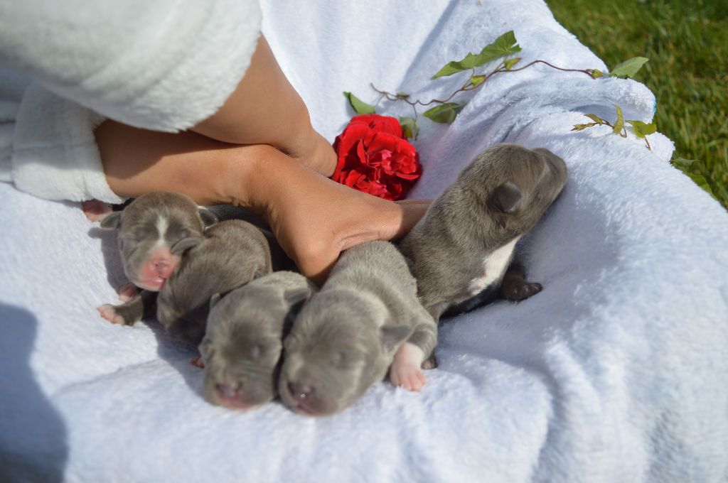 chiot Staffordshire Bull Terrier of caribbeans dog's