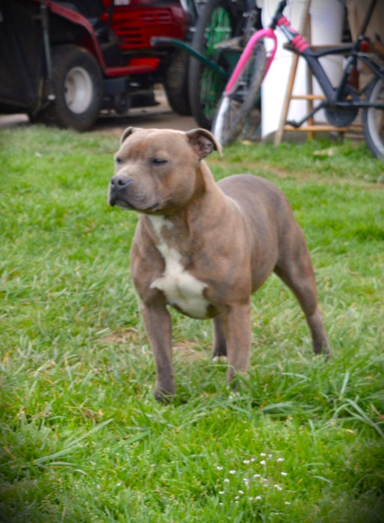 Shatta of caribbeans dog's