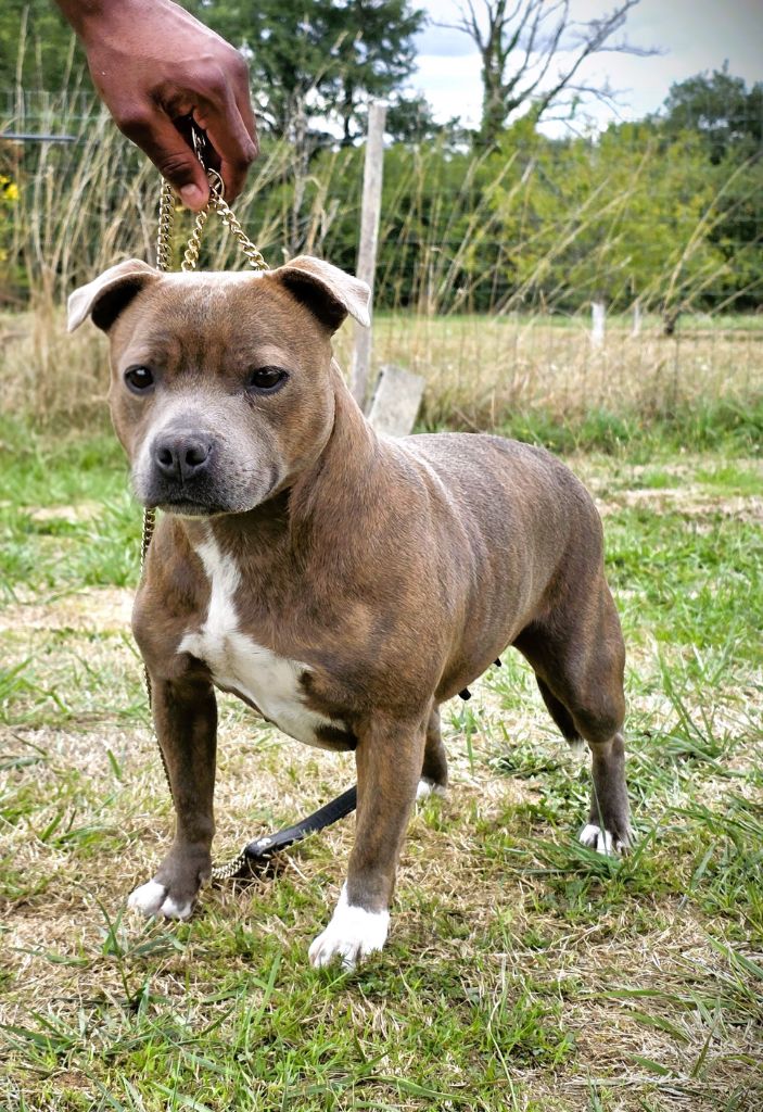 Shatta of caribbeans dog's