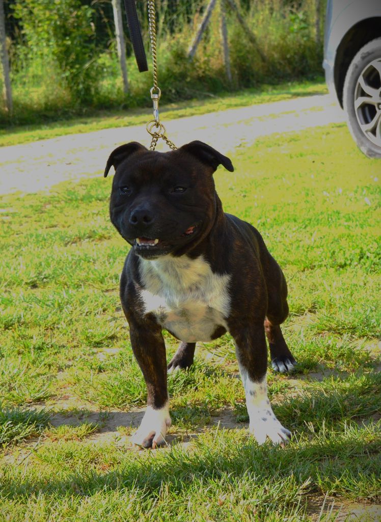 TR. Ultramarin of caribbeans dog's