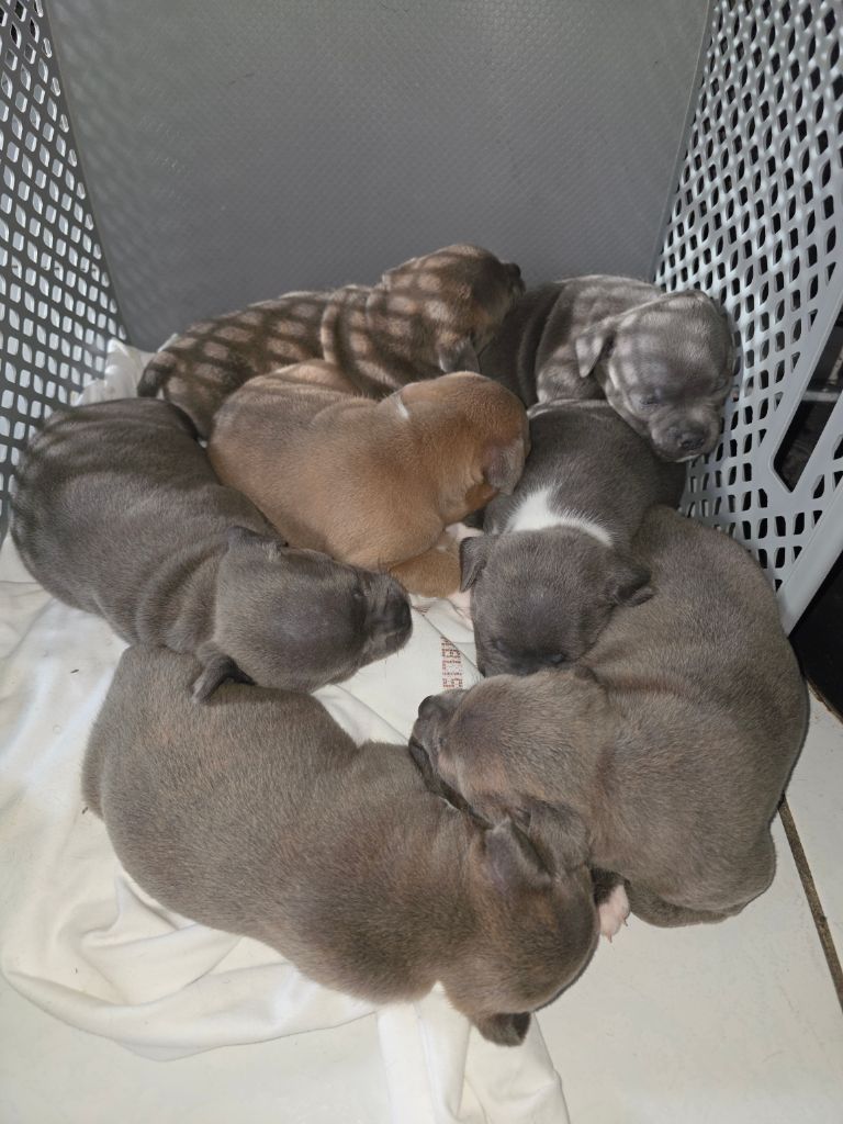 Naissance des Chiots de HOLMES & SHATTA