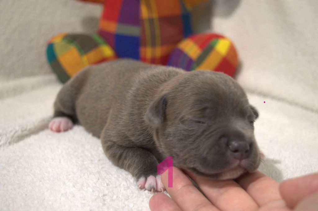 of caribbeans dog's - Chiots disponibles - Staffordshire Bull Terrier