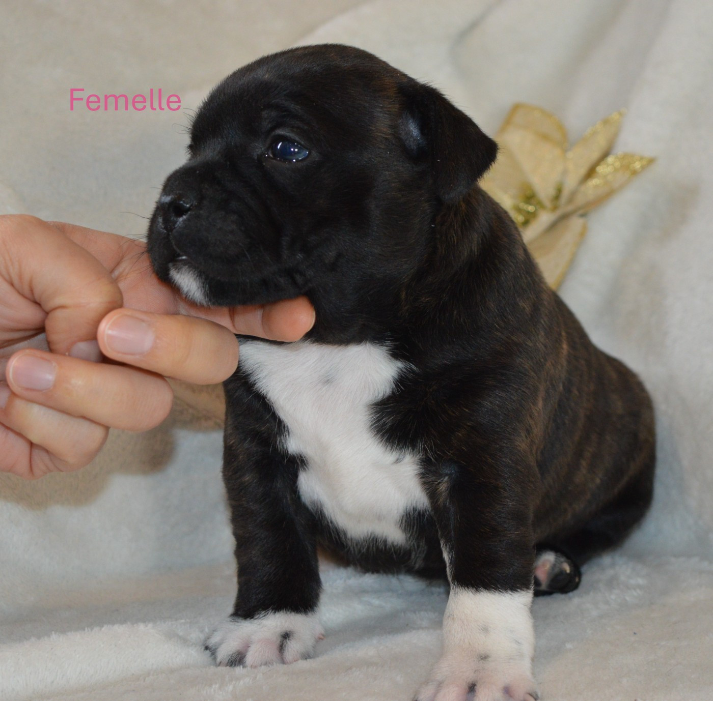 of caribbeans dog's - Chiots disponibles - Staffordshire Bull Terrier