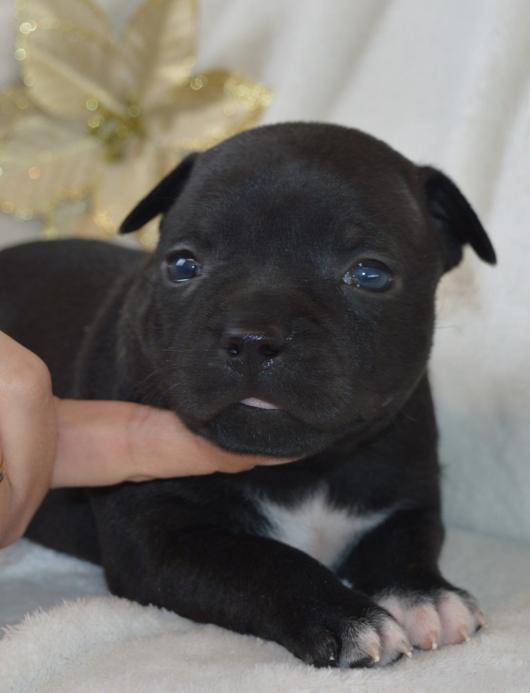 of caribbeans dog's - Chiots disponibles - Staffordshire Bull Terrier