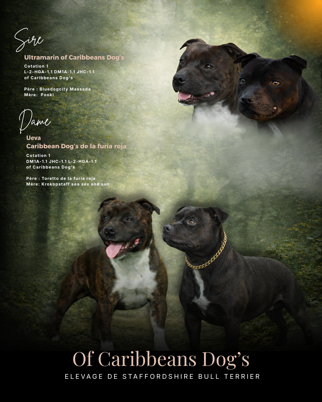 of caribbeans dog's - Staffordshire Bull Terrier - Portée née le 22/12/2025