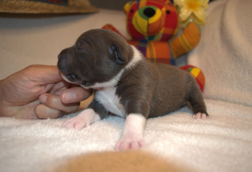 of caribbeans dog's - Chiots disponibles - Staffordshire Bull Terrier