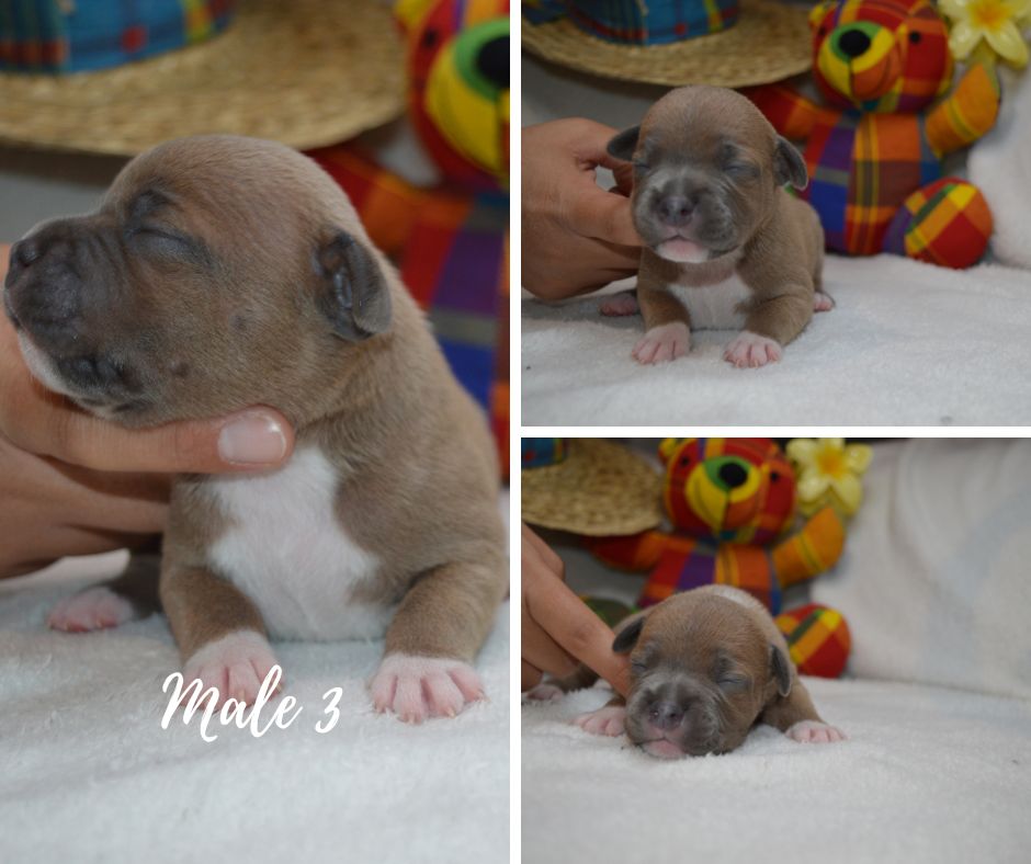 of caribbeans dog's - Chiots disponibles - Staffordshire Bull Terrier