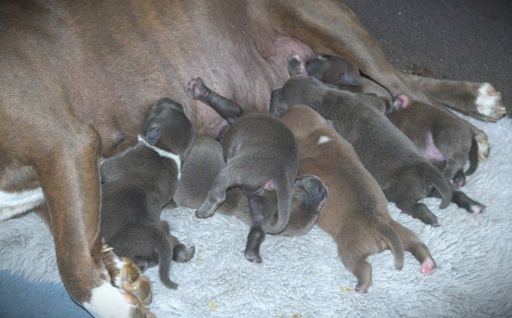 Chiot Staffordshire Bull Terrier of caribbeans dog's