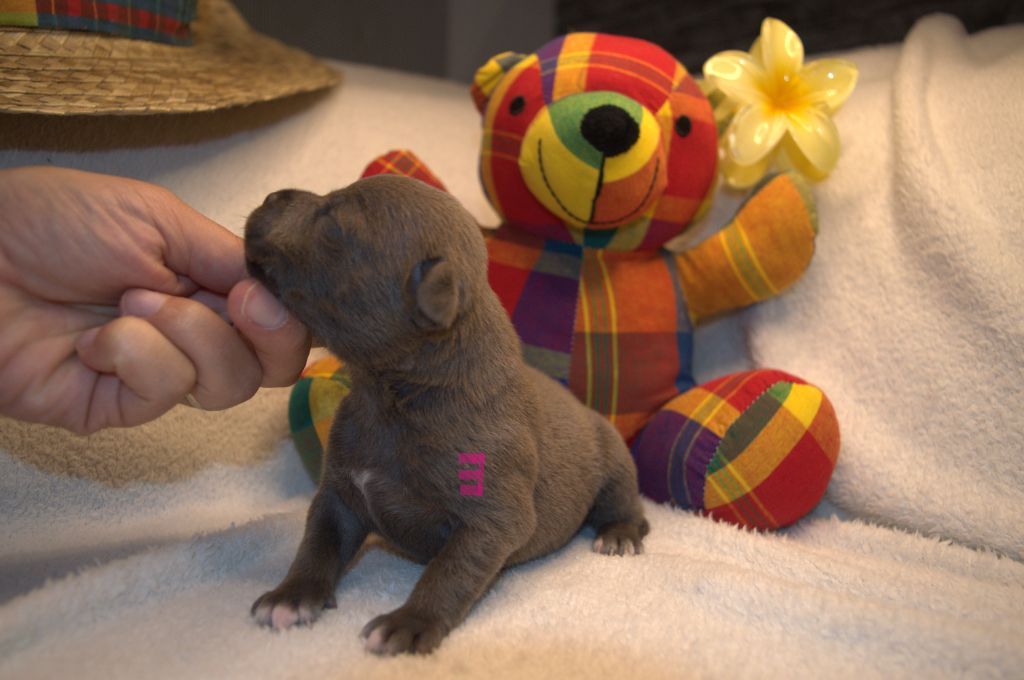 of caribbeans dog's - Chiots disponibles - Staffordshire Bull Terrier