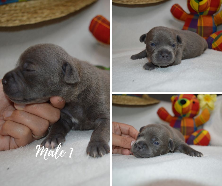 of caribbeans dog's - Chiots disponibles - Staffordshire Bull Terrier